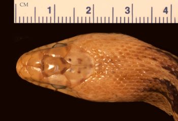 Media type: image;   Herpetology R-53938